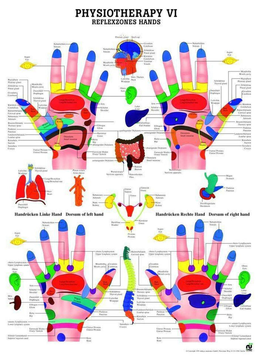 Reflex Zones of the Hands Laminated Chart – Thriving 4 Health