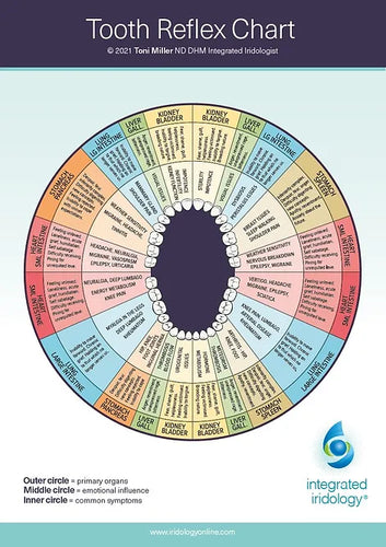 Tooth Reflex Chart