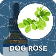 Dog Rose (Young Shoot Extract), Rosa Canina