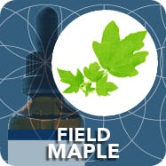 Field Maple (Tree Bud Extract), Acer Campestre