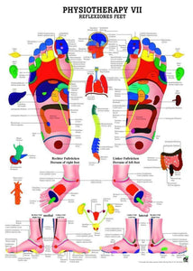 Reflex Zones of the Feet Laminated Chart