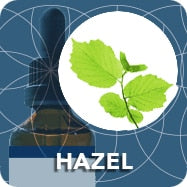 Hazel (Shrub Bud Extract), Corylus Avellana