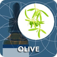 Olive (Young Shoot Extract), Olea Europaea