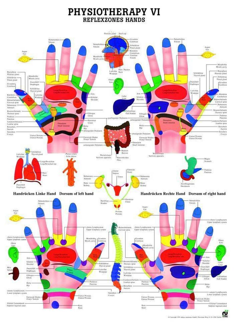 Reflex Zones of the Hands Laminated Chart