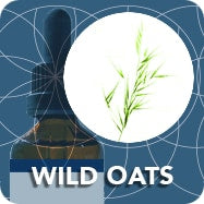 Wild Oats (Root Extract), Avena Sativa