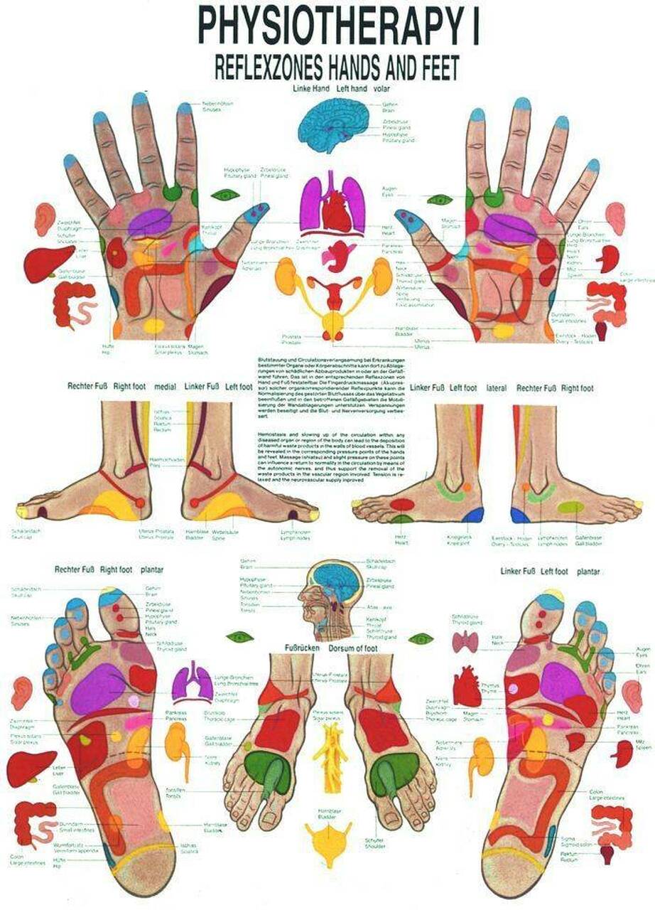 Reflex Zones of the Hand and Feet Laminated Anatomy Chart